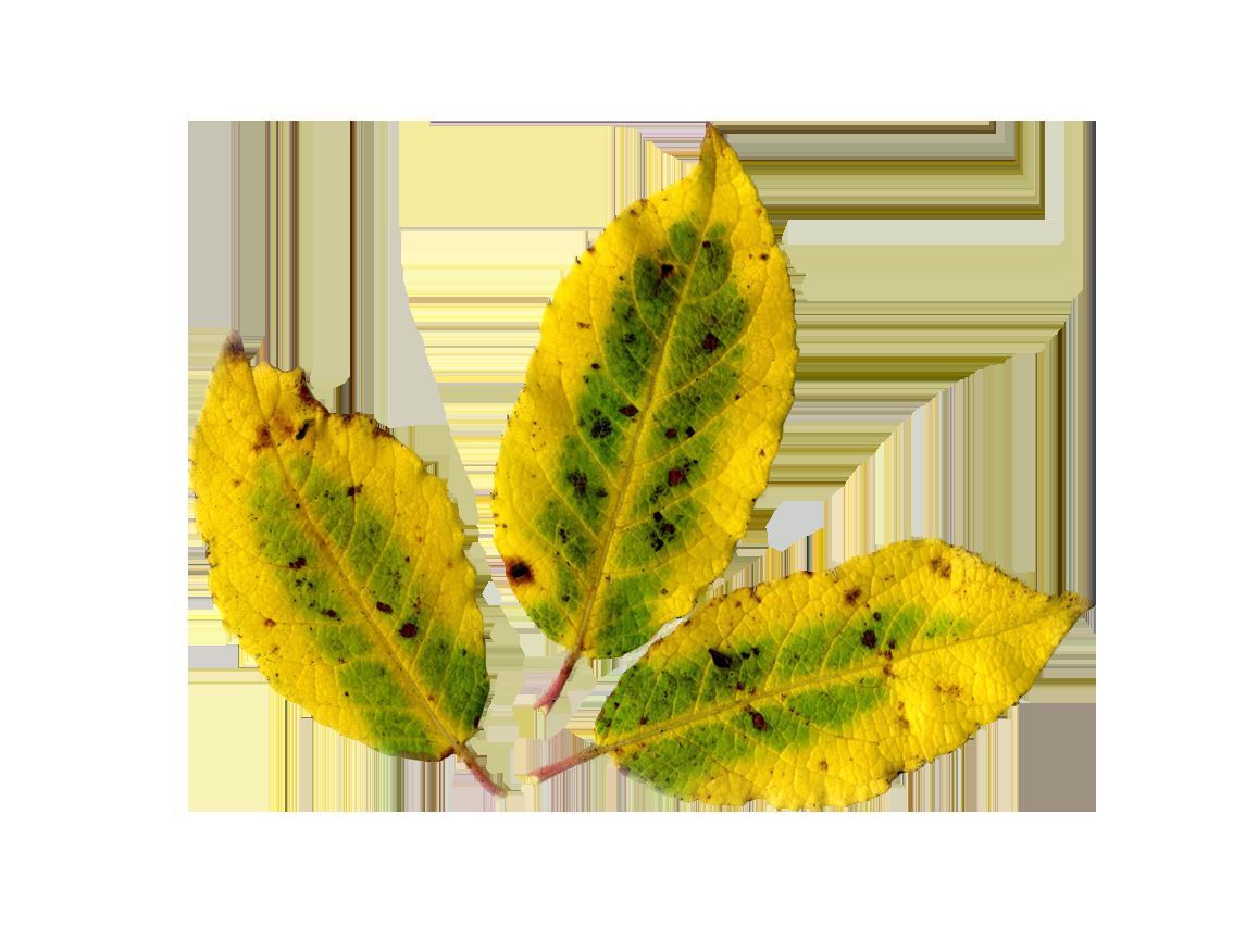 Feuille