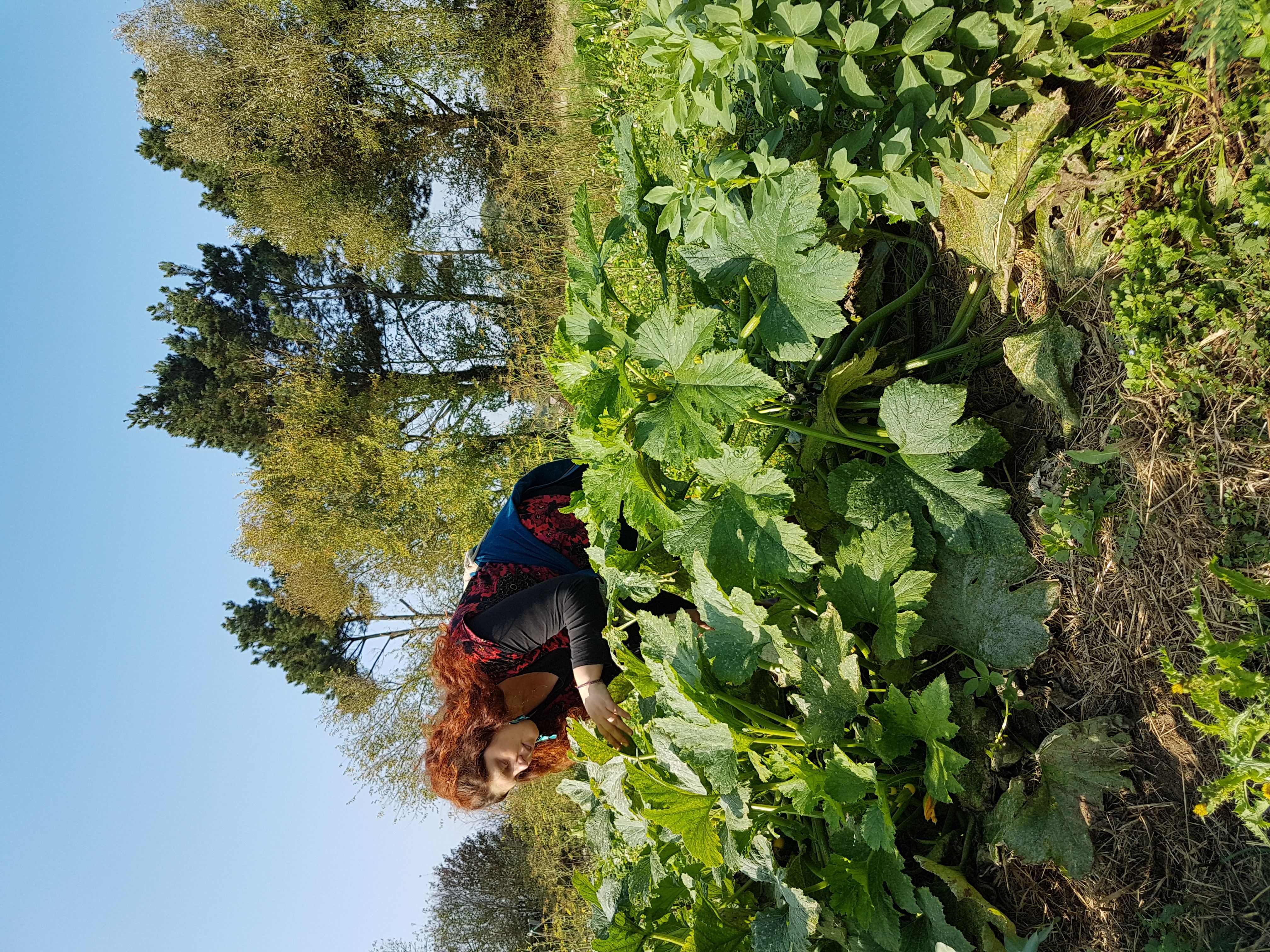 Légumes du jardin
