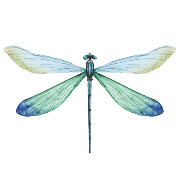 Libellule