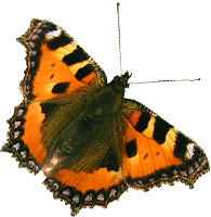 Papillon